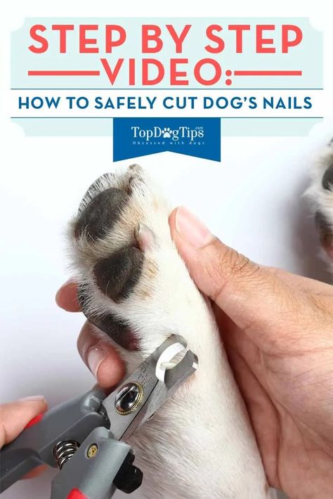 Cut Dog Nails, Dogs Nails, Trimming Dog Nails, Dog Grooming Diy, Dog Grooming Tips, S Nails, How To Cut Nails, Dog Cuts, Dog Nails