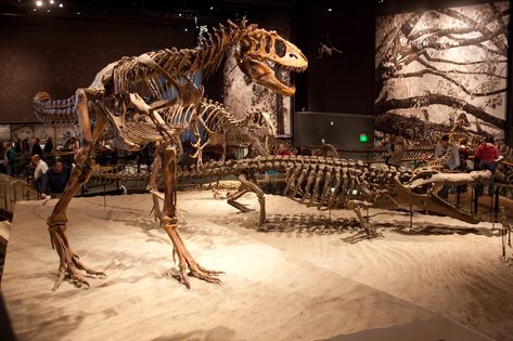 Dinosaur History, Things To Do In Utah, Goblin Valley State Park, Giant Dinosaur, Denver Museums, Dinosaur Museum, Dinosaur Tracks, Dinosaur Park, Dinosaur Footprint