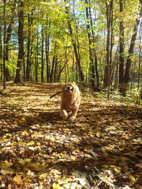 Takin' a stroll through the forest - Imgur Dog In Forest, Dog Tumblr, Golden Retriever Mix, Group Of Dogs, Bear Dog, Adorable Dogs, Silly Dogs, Cute Dogs And Puppies, Golden Retrievers