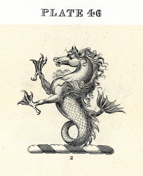 creature Sea Horse, Mythological Creatures, Sea Monsters, Medieval Art, Fantastic Beasts, Vintage Images, Mythical Creatures, Sea Creatures, Fantasy Creatures