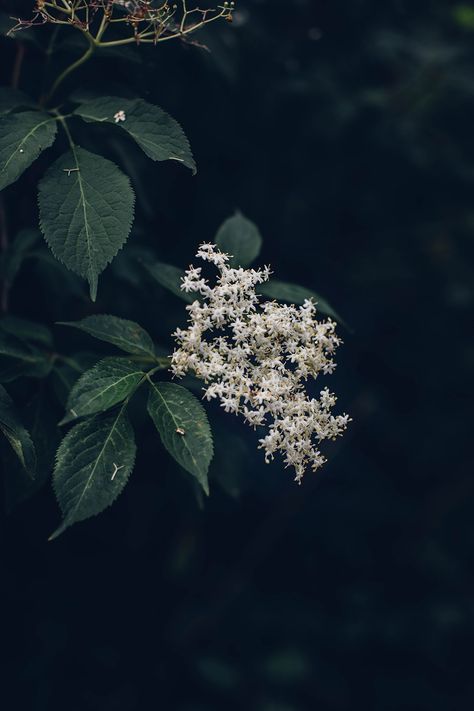 Homemade Elderflower Syrup - Our Food Stories Elderflower Aesthetic, Elderflower Plant, Irish Wildflowers, Elderflower Syrup, Plant Photography, Green Power, Syrup Recipe, Flower Art Images, Wild Food