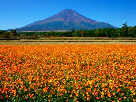 Lake Yamanaka Flower Park: Colourful Flowers next Mt.Fuji Japan In September, Tokyo Things To Do, Japan September, Japan Places, Best Roller Coasters, Flower Park, Things To Do In Japan, Japanese Holidays, Day Trips From Tokyo