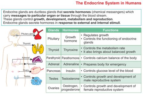 ICSE Solutions for Class 10 Biology - The Endocrine System - A Plus Topper  https://www.aplustopper.com/endocrine-system-icse-solutions-class-10-biology/ Endocrine Hormones, Websites For Students, Nursing School Survival, Learning Cards, Biology Notes, School Survival, Endocrine System, Nursing Notes, Science Resources