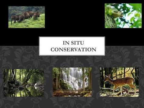 In situ conservation2222 Asiatic Elephant, Tiger Habitat, Trophic Level, Biodiversity Conservation, Sloth Bear, Migratory Birds, Western Ghats, Natural Ecosystem, Wildlife Sanctuary