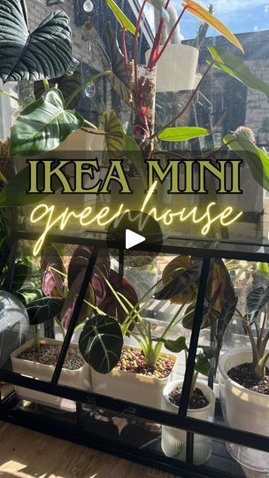 56K views · 238 reactions | Save ⬇️ or share 🚀 this mini @ikeausa greenhouse 💕🪴

It’s so dreamy and would look perfect anywhere! It definitely elevates the space in front of my slider. ✨

Alocasias are such amazing plants, but they require a little bit of work. 

I definitely recommend additional humidity for them while paying close attention to their watering needs. 

Follow along to see how this transforms over time!! 🫶🏼

#greenhouses #ikeafinds #plantseverywhere #ihavethisthingwithplants #plantmom #plantpeople #plantideas #humidity #alocasia #plantcare #planttips #moreplantsplease #houseplants 
indoor houseplants | houseplant care | indoor plant decor ideas | plant care tips | ikea mini greenhouse | The Workbench Wench | Kupla · Paradise Ikea Mini Greenhouse, Greenhouse Ikea, Mini Greenhouse Ideas, Mini Greenhouse Indoor, Indoor Plant Decor Ideas, Ikea Greenhouse, Diy Mini Greenhouse, Plant Decor Ideas, Amazing Plants