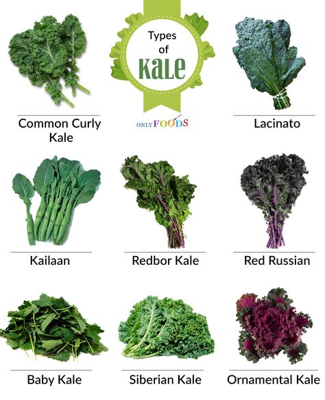 8 Different Types of Kale for Salads, Soups, and More Different Greens, How To Eat Kale, Cook Kale, Different Types Of Kale, Types Of Kale Leaves, Kale Nutrition Facts, Types Of Kale, Kale Vegetable, Red Kale