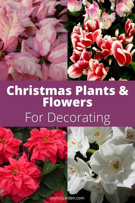 Add a natural touch to your holiday decor with these 22 stunning Christmas plants & flowers! From classic poinsettias & orchids to festive amaryllis to unexpected choices like rosemary trees, ferns, & succulents, these plants bring seasonal charm into your home. Discover creative display ideas & care tips to keep your holiday plants fresh & beautiful all season long. Whether you’re decorating a cozy nook or your entire home, these ideas will make your space full of festive cheer. Happy holidays! Creative Display Ideas, Paperwhite Flowers, Rosemary Tree, Phalaenopsis Orchid Care, Christmas Cactus Care, Plant Display Ideas, Poinsettia Plant, Cactus Care, Amaryllis Bulbs