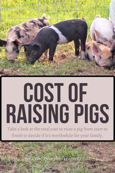 Pig Shelter, Pastured Pigs, Raising Livestock, Homestead Animals, Homesteading Animals, Pig Breeds, Poultry Farming, Raising Pigs, Modern Homestead