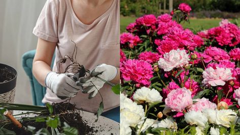 When And How To Transplant Peonies Transplanting Peonies, Transplant Peonies, Peony Care, Planting Peonies, Peony Root, Plant Tips, Tree Peony, Short Plants, Red Bud