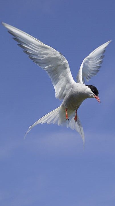 Arctic Tern, Ocean Waves Painting, Bird Beaks, What Is A Bird, Bird Artwork, Bird Pictures, Sea Birds, Bird Drawings, Watercolor Bird