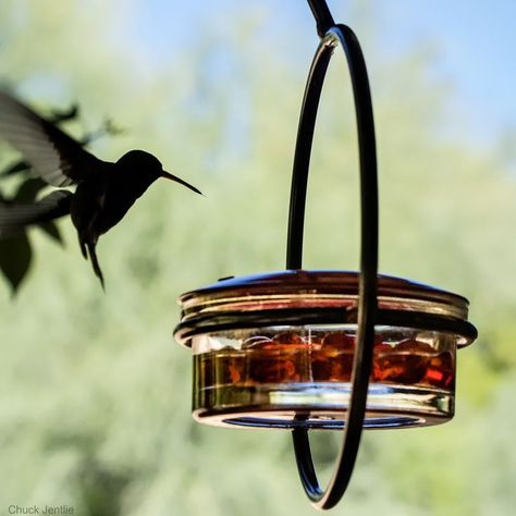 #mosaicbirds #birdfeeders #birdbaths #ecofriendly #birds #birdphotography #birdwatching #birdlovers #backyardbirds #hummingbirds #hummingbirdfeeders #aesthetic #backyarddecor #pretty #nature #birdwatcher #birdfeeder #birdfacts #bluebirds #cardinals #outsideyarddecor #outsidedecor #outsidedecorations Hummingbird Water, Metal Bird Feeders, Backyard Patio Deck, Bird Feeding Station, Glass Hummingbird Feeders, Wild Bird Feeders, Mosaic Birds, Hummingbird Feeder, Hanging Bird Feeders