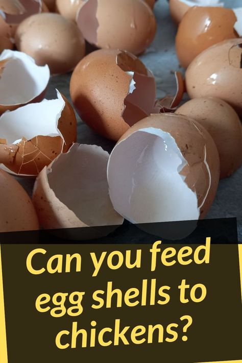 Garden Chickens, Laying Hens, Oyster Shells, Stuffed Shells, Egg Shells, Small Garden, Short Video, Coop, Habitat