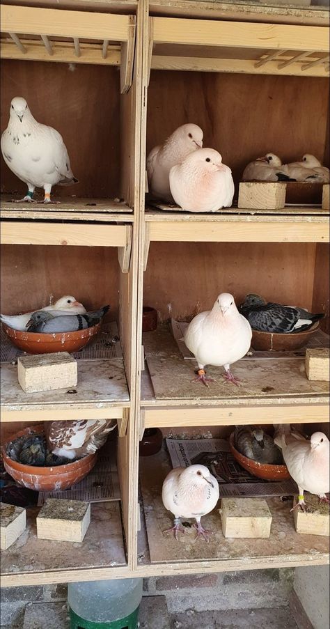 Racing Pigeon Lofts, Pigeon Loft Design, Pigeon Nest, Chicken Perches, Pigeon Cage, Pet Pigeon, Cute Pigeon, Pigeon House, Pigeon Pictures