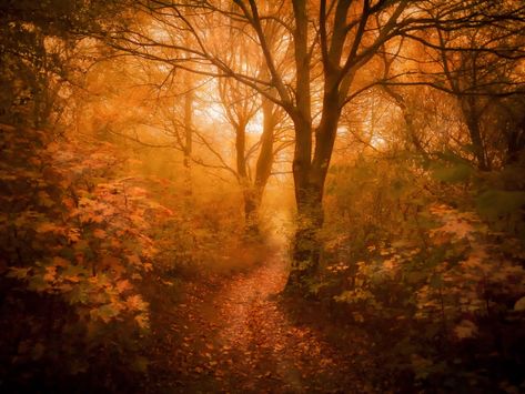 Thanks to @MatzingerSimon for making this photo available freely on @unsplash 🎁 Orange Forest Aesthetic, Orange Forest, Forest Aesthetic, Free High Resolution Photos, Nature Music, Concrete Steps, Do Not Be Afraid, Outdoor Photos, Rural Landscape