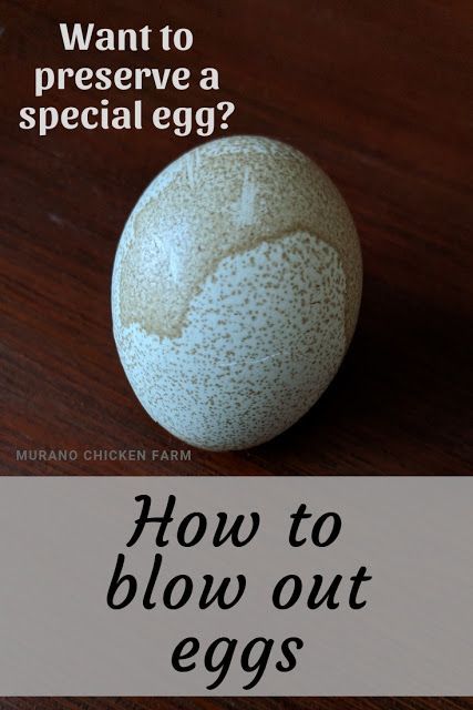 How to blow out an egg. Want to save a special egg? Preserve it by removing the contents and allowing the shell to dry. It's super easy and only takes a few minutes each egg. You should try it! #backyardchickens #chickens #eastereggs #homesteading #easter Farmers Life, Eggshell Mosaic, Blown Eggs, Tiny Farm, Egg Ideas, Modern Homesteading, Coop Ideas, Chicken Crafts, Guinea Fowl