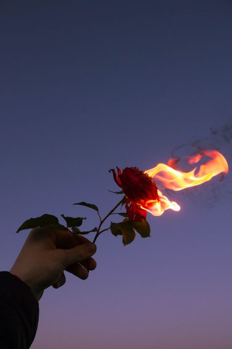 Rose On Fire, Burning Flowers, Burning Rose, Fire Image, Aesthetic Roses, Fire Photography, Rosé Aesthetic, Söt Katt, Trik Fotografi