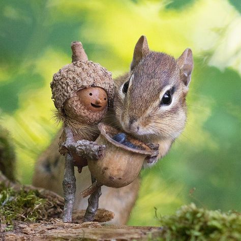 Becorns By David Bird, Acorn Figures, David Bird, Acorn People, Acorn Art, Acorn Crafts, Deco Nature, Stick Art, Animal Behavior