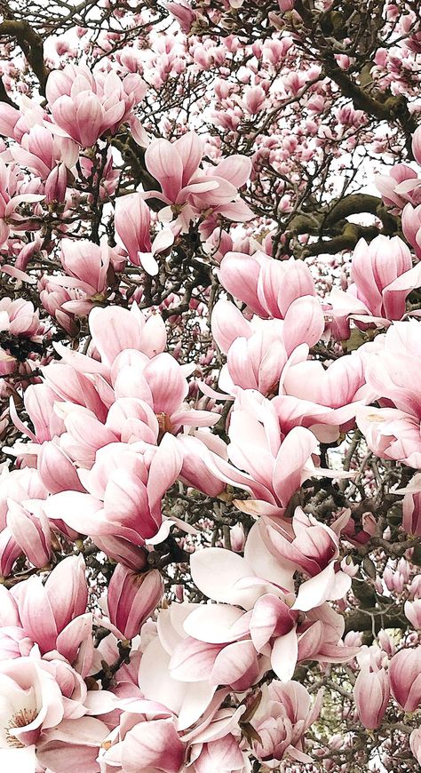 Magnolia tree Wallpapers Rosa, Magnolia Tree, Phone Wallpaper Pink, Life Lately, Soyut Sanat Tabloları, Magnolia Trees, Spring Wallpaper, Flower Phone Wallpaper, Flower Backgrounds