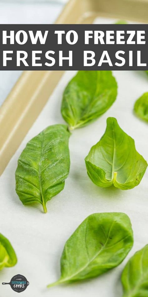 Best Way To Preserve Basil, Can You Freeze Basil Leaves, Preserving Fresh Basil Leaves, Pesto Recipe To Freeze, How To Freeze Basil Fresh Herbs, Freezing Basil In Olive Oil, Can You Freeze Fresh Basil, How To Store Fresh Basil Leaves, How To Keep Basil Fresh How To Store