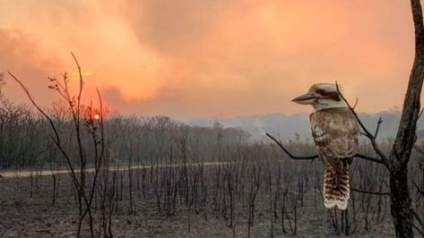 Australia bushfires: Fresh warnings in Queensland and New South Wales - BBC News Panda In Snow, Australia Facts, Bushfires In Australia, Australian Defence Force, Australian Bush, Sunshine Coast, South Australia, Tasmania, South Wales