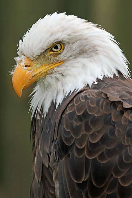 Aigle Royal, Eagle Drawing, Eagle Images, Eagle Painting, Eagle Wallpaper, Eagle Pictures, Eagle Feathers, Eagle Art, White Head