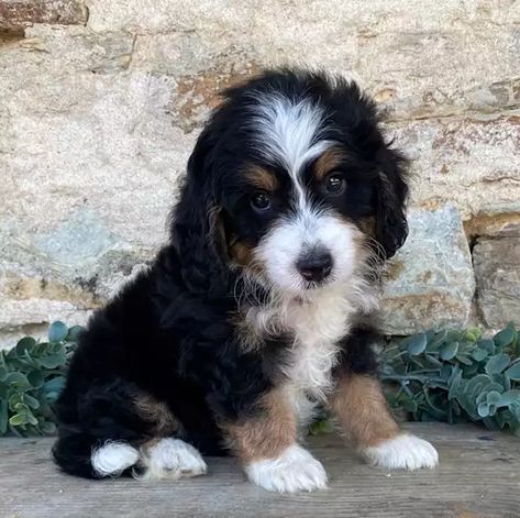 Bernedoodle & Mini Bernedoodle Puppies for Sale | Crockett Doodles Bernedoodle Mini, Mini Bernedoodle Puppy, St Berdoodle, Crockett Doodles, Bernedoodle Puppies, Mini Bernedoodle, Mini Puppies, Big Dog Breeds, Big Puppies