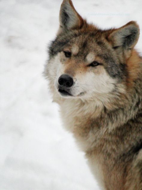 mexican wolf Mexican Grey Wolf, Italian Wolf, Mexican Wolf, Mexican Gray Wolf, Big Puppy, Red Wolves, Big Puppies, Wolf Mask, Gray Wolf