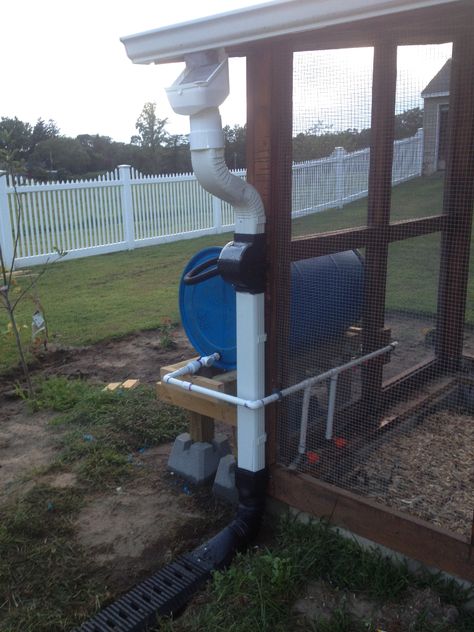 Rain Barrel Watering for Chickens Chicken Coop Rain Barrel, Chicken Coop With Rain Barrel, Rain Barrel For Chicken Coop, Rain Water Chicken Waterer, Water Barrel Chicken Waterer, Rain Barrel Chicken Watering System, Rain Barrel Chicken Waterer, Chicken Watering System, Homestead Tips