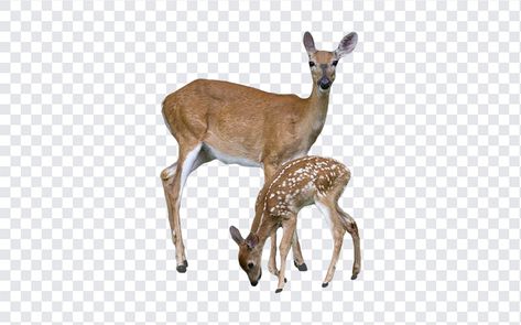 Deers PNG Deer Png, Linear Park, Arctic Wolf, Mockup Downloads, Image Downloads, Graphic Elements, Graphic Design Projects, Free Vectors, Graphic Designers