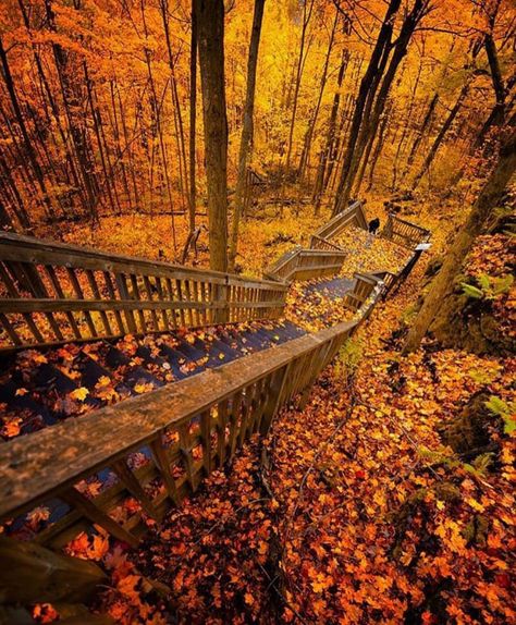 Mono Cliffs Provincial Park, Toronto, Canada - 9GAG Ontario Road Trip, Ontario Travel, Canada Photos, Fall Hiking, Autumn Scenery, Halloween Cookies, Canada Travel, Fall Leaves, In The Woods