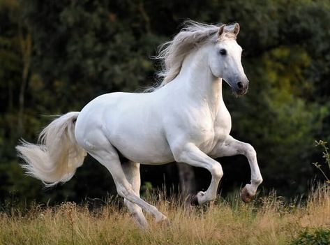 100 Good Names for White Horses White Horse Photography, Beautiful Arabian Horses, Horse Wallpaper, Andalusian Horse, Horse Names, Most Beautiful Horses, White Horses, Cute Horses, Horse Photos