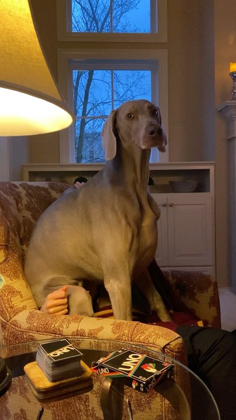 Weiramaner Dog, Uni Vibes, Hunter Horse, Weimaraner Dogs, Pretty Dogs, Dog Runs, Weimaraner, Personal Space, Family Dogs