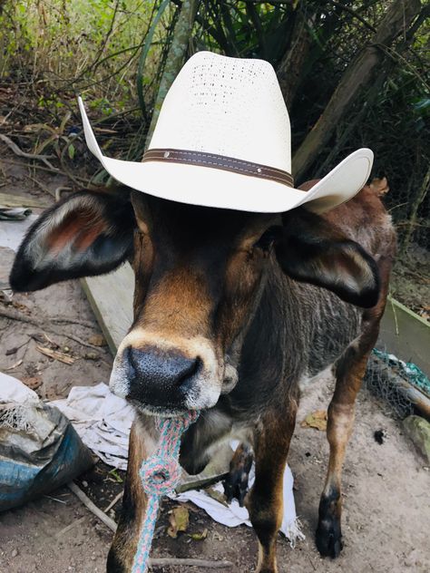 Cow With A Cowboy Hat, Cow With Cowboy Hat, Cow Hat, Cow Wallpaper, Mexican Hat, Wearing A Hat, Cute Cows, Cowboy Hats, Cow