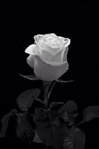 Black And White Roses, Potted Flowers, Black And White Flowers, Beautiful Rose Flowers, Flower Phone Wallpaper, Black Aesthetic Wallpaper, Black And White Aesthetic, Rose Wallpaper, White Photo