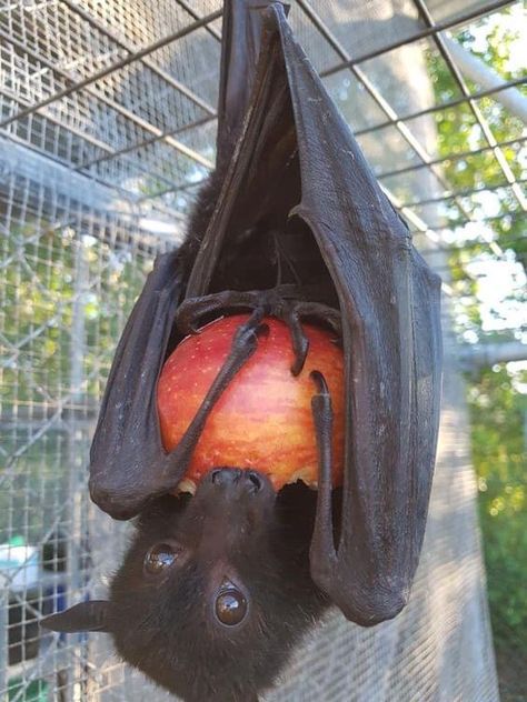 Fox Bat, Bat Flying, Bat Art, Fruit Bat, Baby Bats, Cute Bat, Pretty Animals, Silly Animals, Cute Little Animals