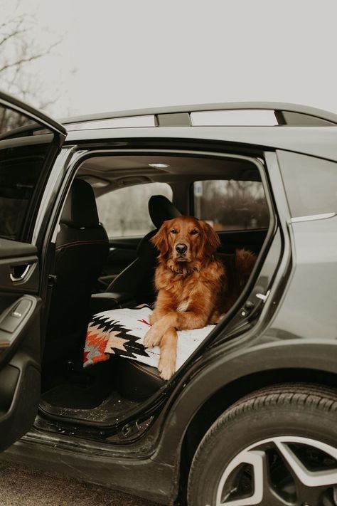 Golden Retriever Dark, Red Golden Retriever Puppy, Dark Golden Retriever, Red Golden Retriever, Dogs And Flowers, Golden Retriever Photography, Pack Of Dogs, Cute Golden Retriever, Dog Pack