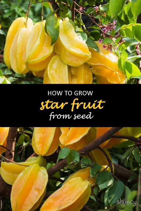 Growing star fruit from seed is a fun and interesting process. The plant itself has many health benefits, including vitamin C and fiber. It also tastes great. If you're interested in growing your starfruit tree, this blog post will teach you how to do it step-by-step. #shuncy #shuncygarden #lovethegreen #howtogrow #fruit #starfruit How To Grow Starfruit, Starfruit Tree, Veg Growing, Farm Plants, Gardening Knowledge, Fruit Trees In Containers, Different Types Of Seeds, Fruit Paradise, Farm Property