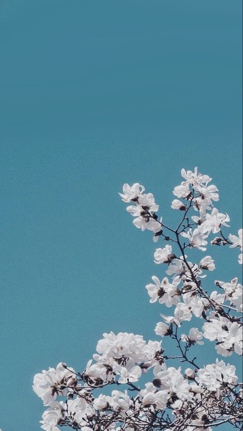 Asethic Wallpaper For Homescreen, Wallpaper For Homescreen, Floral Design Wallpaper, Time Pass, Iphone Wallpaper Fall, Wallpaper Flowers, Iphone Homescreen Wallpaper, Phone Wallpaper Images, Homescreen Wallpaper