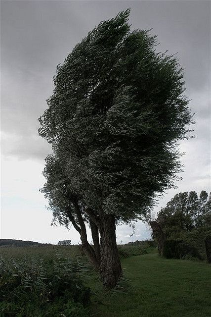 "Out in the garden where we planted the seeds, there is a tree as old as me. Branches were sewn by the color of green. Ground had arose and passed it's knees. By the cracks of his skin I climbed to the top. I climbed the tree to see the world. When a gust of wind came to blow me down, held on as tightly as you held on me. And I built a home for you, for me." ~ 'To Build a Home' (Cinematic Orchestra feat. Patrick Watson) Wind In Trees, Me As A Plant, Wind Blowing Trees, Trees Blowing In The Wind, Trees In The Wind, Wind Photography, Wind Element, Cinematic Orchestra, Wind Pictures