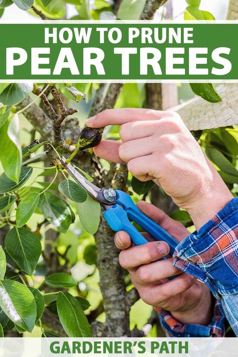 How To Prune A Pear Tree, Pear Tree Care, Gardening Veggies, Backyard Hacks, Fruit Trees Backyard, Dream Homestead, Cherry Plant, Espalier Fruit Trees, Homestead Gardening