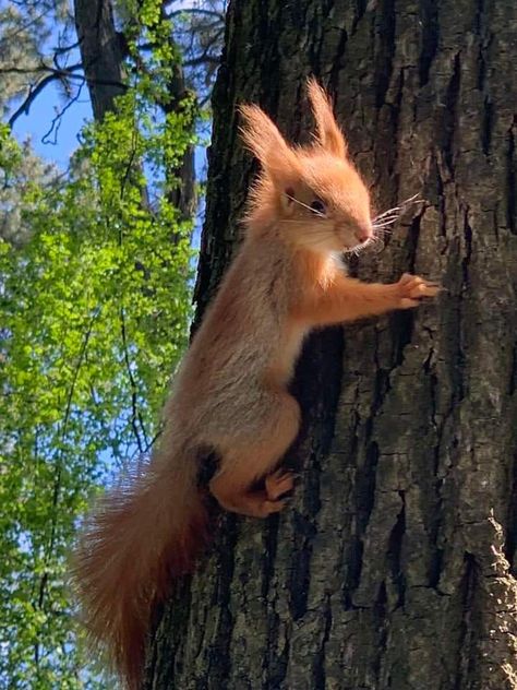 Aesthetic Squirrel, Squirrel Aesthetic, Squirrel Photos, Light Forest, Black Squirrel, Squirrel Pictures, Squirrel Funny, Aussie Dogs, Flying Squirrel