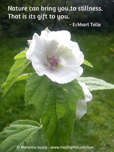 Letting nature heal you after pet loss: http://healingpetloss.com/letting-nature-heal-you-after-pet-loss/ Quotes Gardening, Garden Sayings, Eckart Tolle, Eckhart Tolle Quotes, Gardening Quotes, Plants Quotes, Garden Quotes, About Nature, Garden Journal