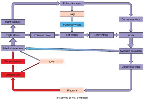 fetal_circulation Fetal Circulation Flow Chart, Fetal Circulation Diagram, Fetal Circulation, Radiology Technician, Nursing Mnemonics, Study Flashcards, Scrub Life, Nursing Tips, Pediatric Nursing