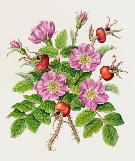 Shrub rose, Rosa rugosa (watercolour on paper) by Lynne Henderson #lynnehendersonarts #rose #rosehips #rosarugosa #flowerpainting #watercolour #hedgerose Rosa Rugosa Tattoo, Rosehip Drawing, Rosehip Illustration, Wild Rose Illustration, Amaryllis Christmas, Period Box, Rosa Rugosa, Botanical Sketchbook, Amaryllis Flowers