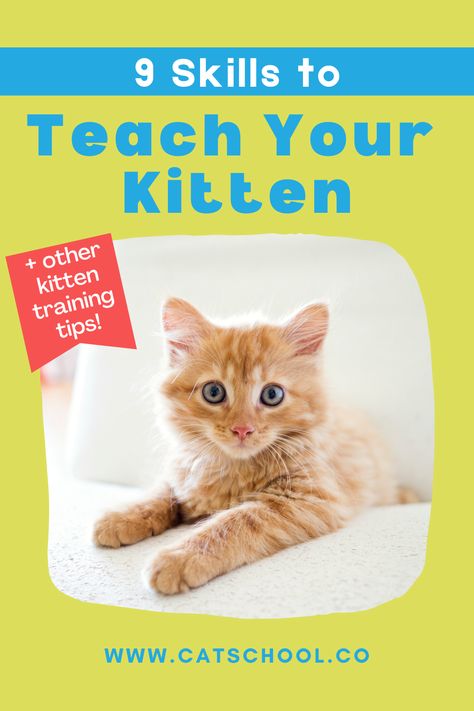 orange kitten - 9 skills to teach your kitten Training Kittens, Training Cats, Kitten Training, How To Train A Kitten, Kitten Care Training, How To Train Your Kitten, New Kitten, Kitten Training Tips, Kitten Development Stages