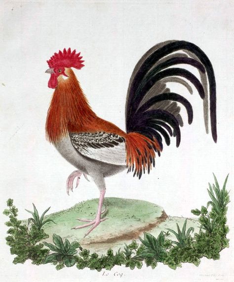 roosters pinterest | Roosters / Rooster Rooster Kitchen Decor, Chicken Illustration, Vintage Bird Illustration, Vintage Chicken, Chicken Pictures, Rooster Painting, Rooster Art, Red Rooster, Orange Poppy