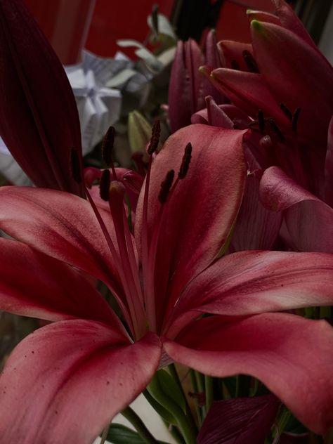 Red Tiger Lily, Red Lily Flower, Red Lilies, Red Lily, Boquette Flowers, Nothing But Flowers, Flower Therapy, Pretty Plants, Tiger Lily