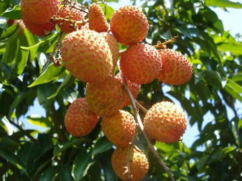 Lychee in jamaica... How To Grow Lychee, Litchi Fruit, Hamster Diet, Lychee Tree, Lychee Fruit, Hamster Eating, Happy Birthday Wallpaper, Fruit Photography, Beautiful Fruits