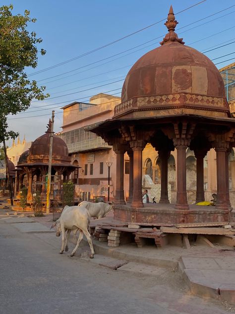 Braj Vrindavan, Mathura Vrindavan Photography, Vrindavan Aesthetic, Mero Vrindavan, Life Quotes Family, Vrindavan Photography Pictures, Iskcon Vrindavan, Akira Anime, Unorganized Idea