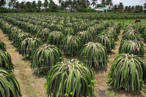 Como plantar Pitaia. A pitaia ou pitaya é fruto de um cacto natural de climas tropicais e subtropicais, que produz um fruto bizarro que pela sua aparência também é conhecido como 'Dragon fruit' ou fruto do Dragão. É adoci... Grow Dragon Fruit, Como Plantar Pitaya, How To Grow Dragon Fruit, Dragon Fruit Tree, Dragon Fruit Cactus, Dragon Fruit Benefits, Dragon Fruit Pitaya, Dragon Fruit Plant, Red Dragon Fruit